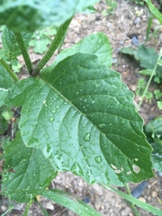 Rhamphospermum arvense