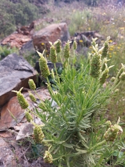 Lavandula viridis