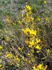 Chamaecytisus ruthenicus