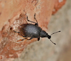 Liophloeus tessulatus