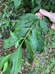 Cyclophyllum