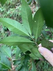 Cyclophyllum