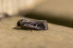 Proteuxoa chrysospila