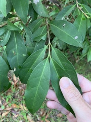 Cyclophyllum