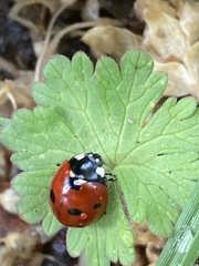 Coccinella septempunctata