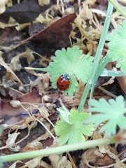 Coccinella septempunctata