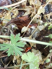 Coccinella septempunctata