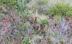 Lycalopex culpaeus andinus