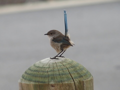 Malurus splendens splendens