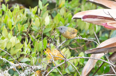 Mionectes rufiventris