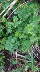 Astragalus glycyphyllos