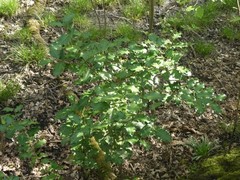 Ilex × altaclerensis