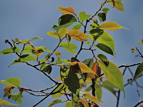 Image of Ulmus uyematsui by (c) Jacy Chen, some rights reserved (CC BY)