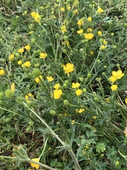 Ranunculus