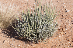 Euphorbia gregaria