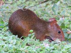 Dasyprocta variegata