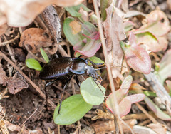Carabus serratus