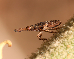 Eurinopsyche obscurata