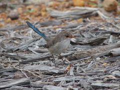 Malurus splendens splendens