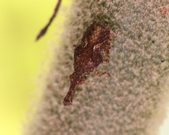 Eurinopsyche obscurata