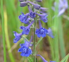 Delphinium nuttallii
