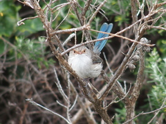 Malurus splendens splendens