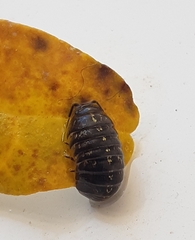 Armadillidium granulatum