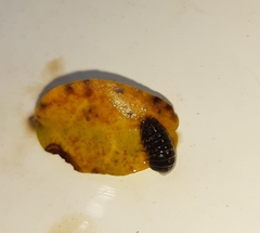 Armadillidium granulatum