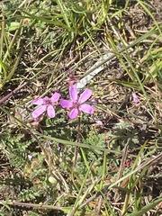 Erodium cicutarium