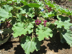 Proboscidea fragrans