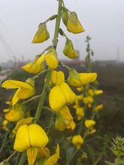 Crotalaria juncea