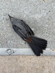 Dumetella carolinensis