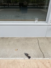 Dumetella carolinensis