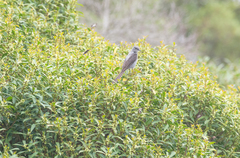 Muscipipra vetula