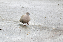 Streptopelia decaocto