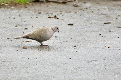Streptopelia decaocto