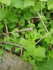 Stellaria neglecta
