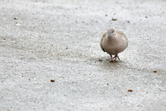 Streptopelia decaocto