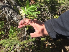 Lonicera villosa