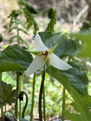 Trillium erectum erectum