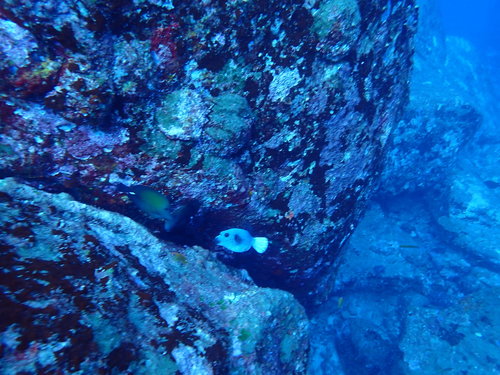 Brown Tang (Zebrasoma scopas)