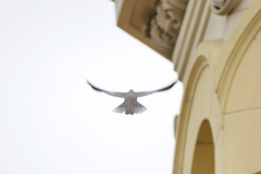 Streptopelia decaocto