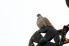 Streptopelia decaocto