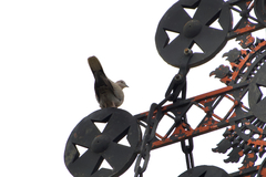 Streptopelia decaocto