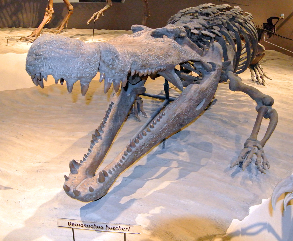 Deinosuchus Skull