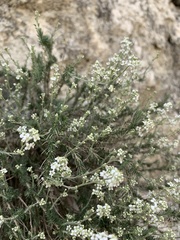 Lepidium subulatum