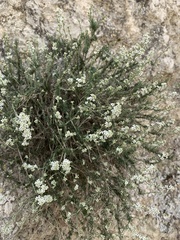 Lepidium subulatum