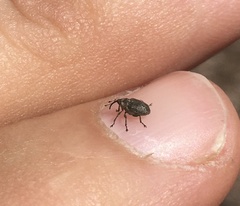 Ceutorhynchus obstrictus