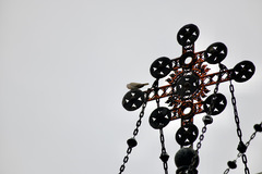 Streptopelia decaocto