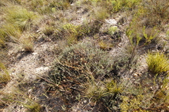 Heterolepis peduncularis